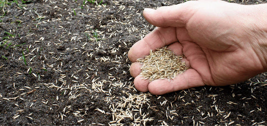 Grass Seed - Economy Mix 25lb Bag